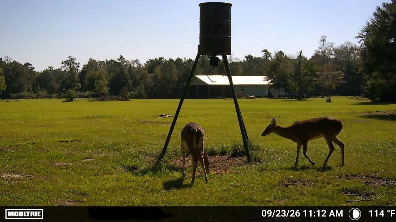 Deer gathering near a feeder and mineral block in a sunny Texas field