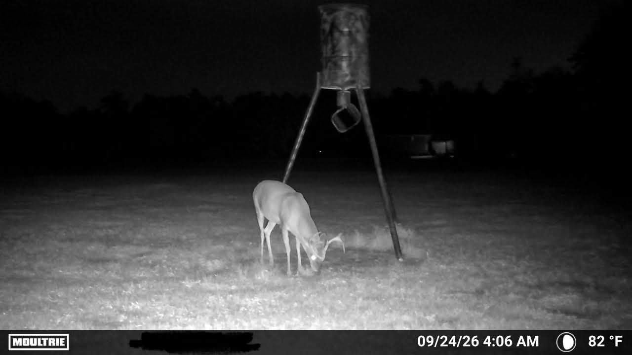 A buck near a feeder photographed by a trail camera before sunrise